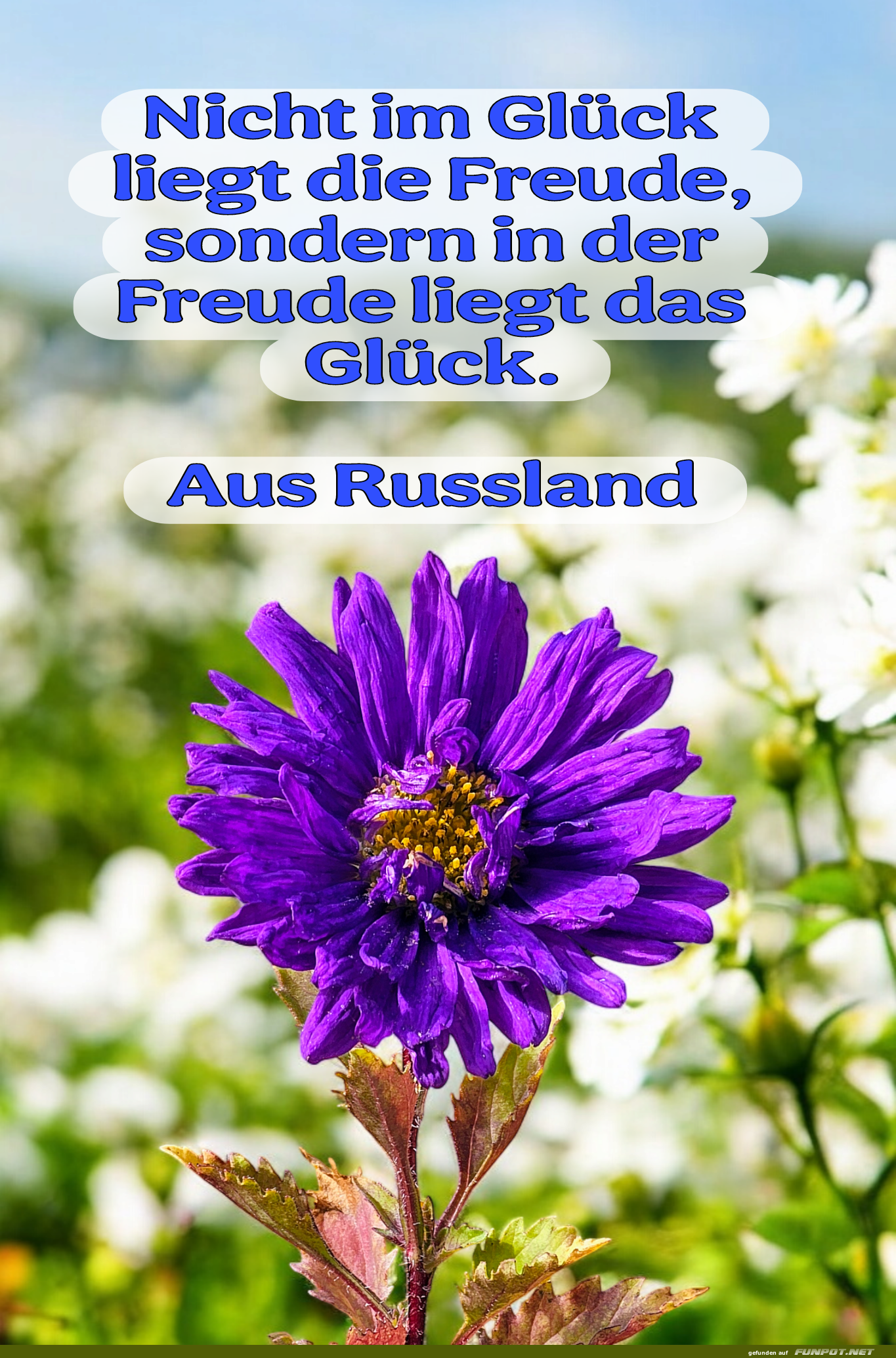 Blume mit Zitat ber Freude und Glck