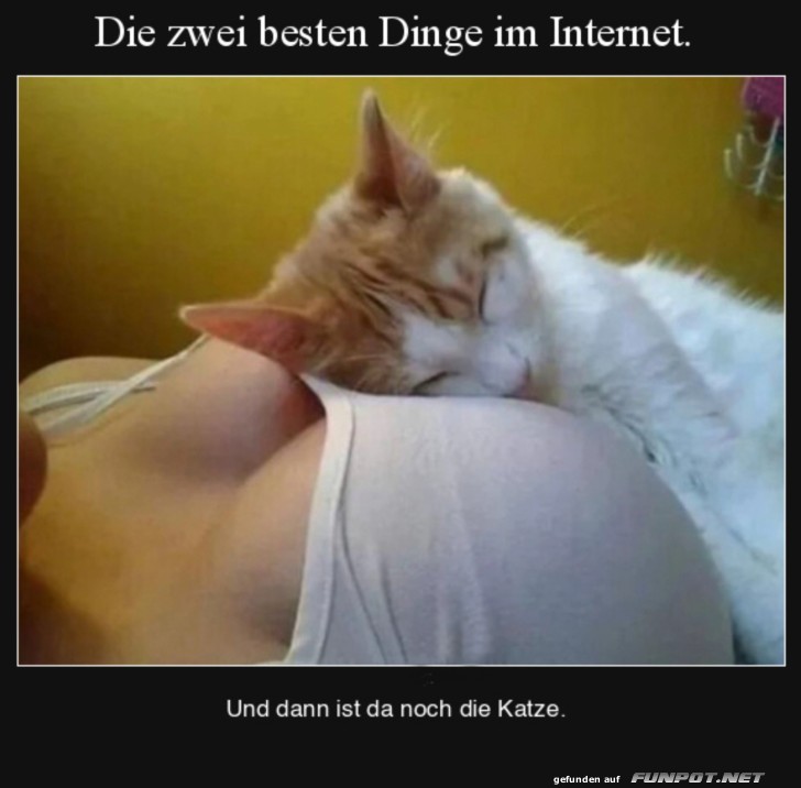 Katze und Humor im Internet