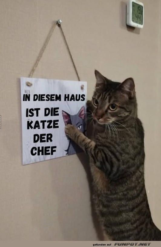 Katze als Chef des Hauses