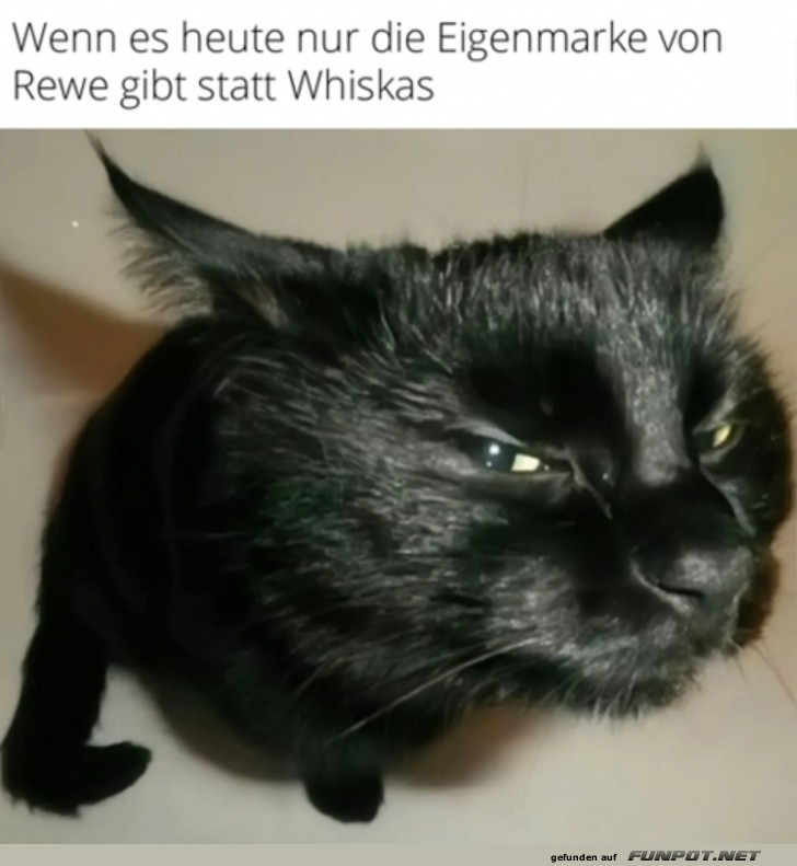 Unzufriedene Katze mit Eigenmarken-Futter