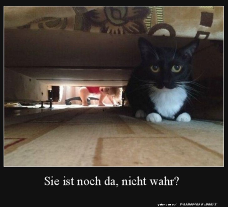 Katze versteckt sich unter dem Bett