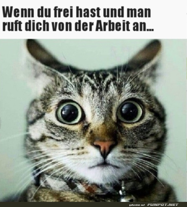 Wenn Arbeit im Frei anruft - Katzenblick