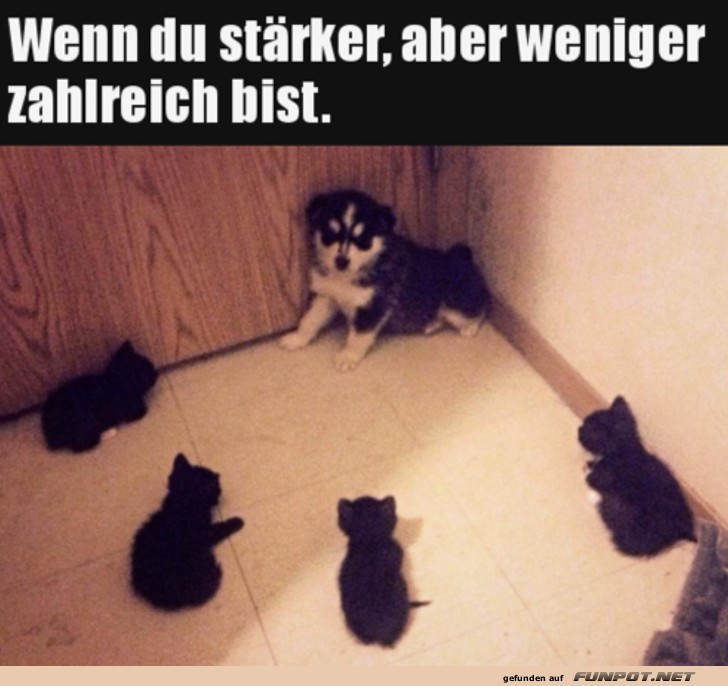 Kleiner Hund gegen viele Katzen