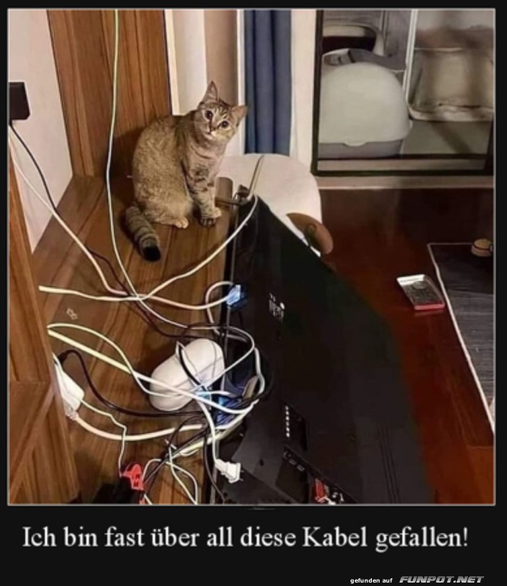 Katze neben Kabelchaos