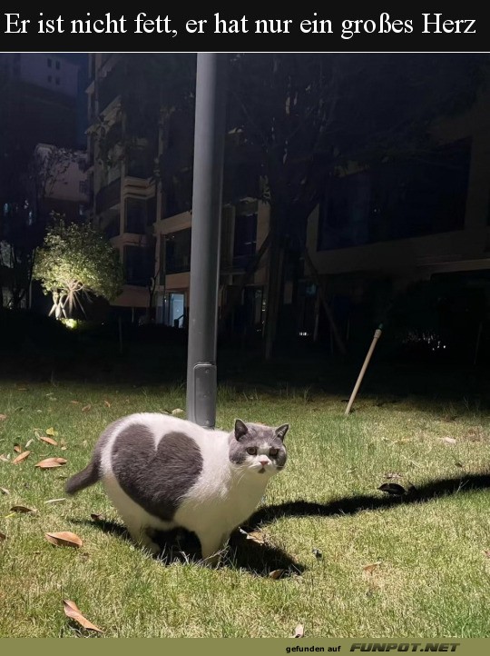 Katze mit Herzmuster auf der Wiese