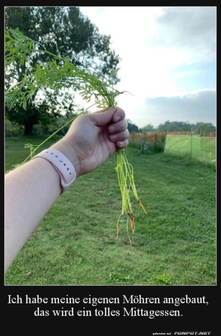 Frisch geerntete Mhren im Garten