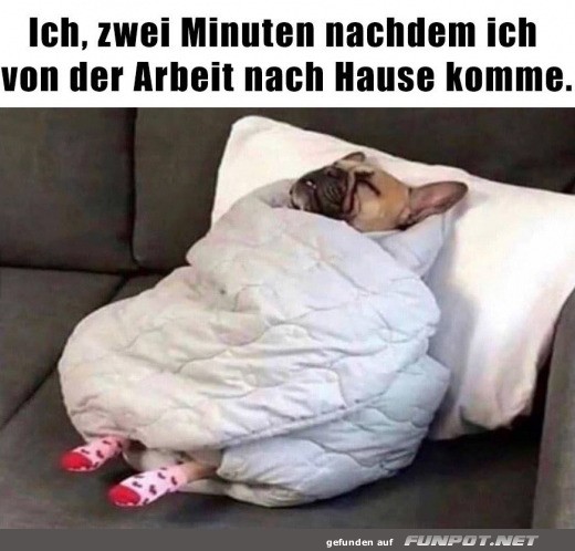 Entspannter Hund im Pyjama nach der Arbeit