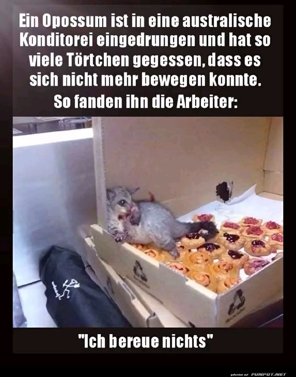 Opossum in der Konditorei entdeckt