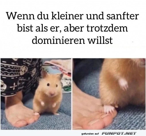 Kleiner Hamster kmpft um Dominanz