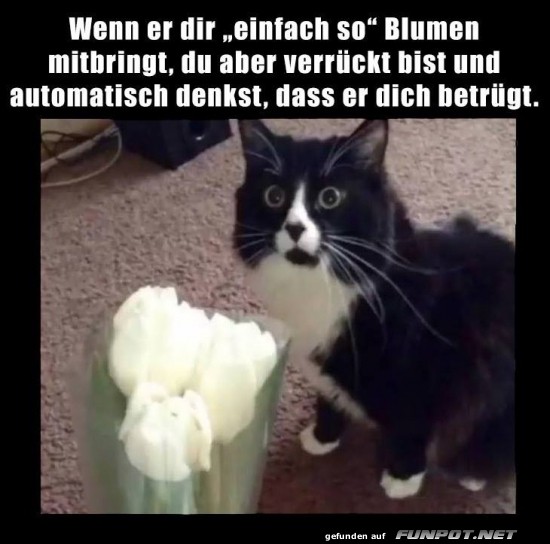 Misstrauische Katze bei unerwartetem Blumenstrau