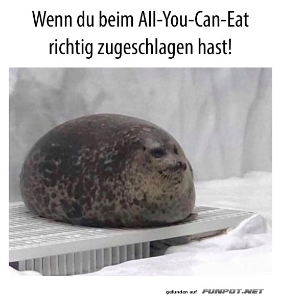 Lustige Robbe nach All-You-Can-Eat