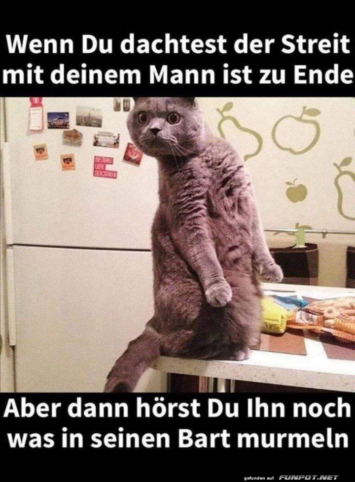 Kater mit lustigem Kommentar