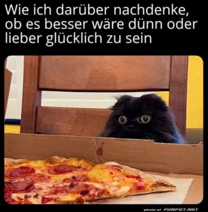 Hungrige Katze vor Pizza