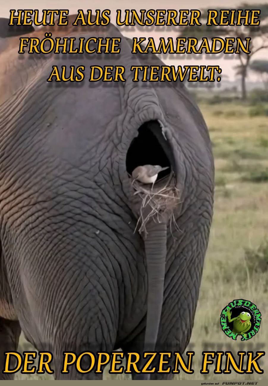 Frhliche Kameraden aus der Tierwelt