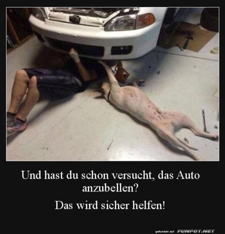 Humorvolle Autoreparatur mit Hund