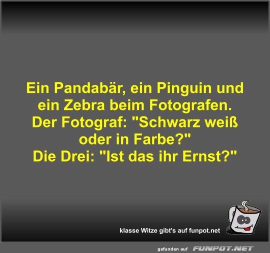 Ein Pandabr, ein Pinguin und ein Zebra beim Fotografen