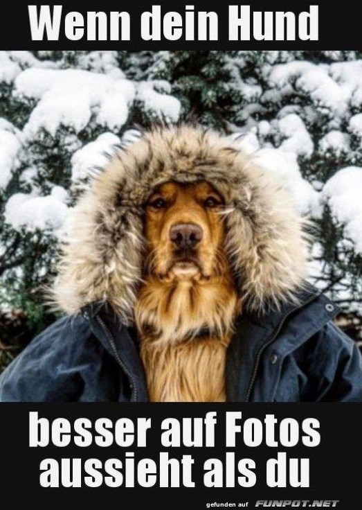 Wenn dein Hund besser auf Fotos aussieht als du