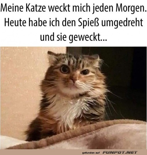 Katze wecken: Der Spie wurde umgedreht