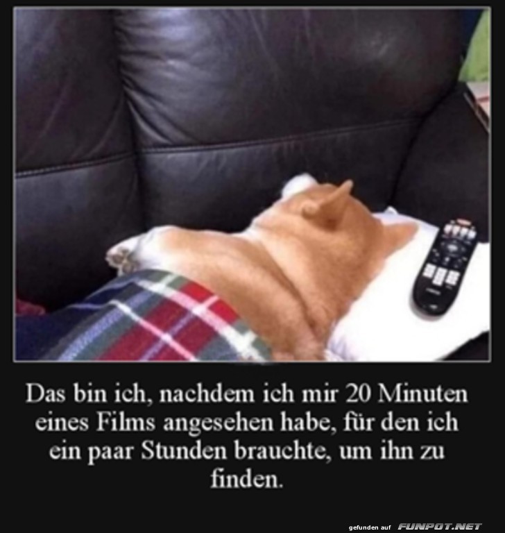 Hund und Fernbedienung auf Sofa