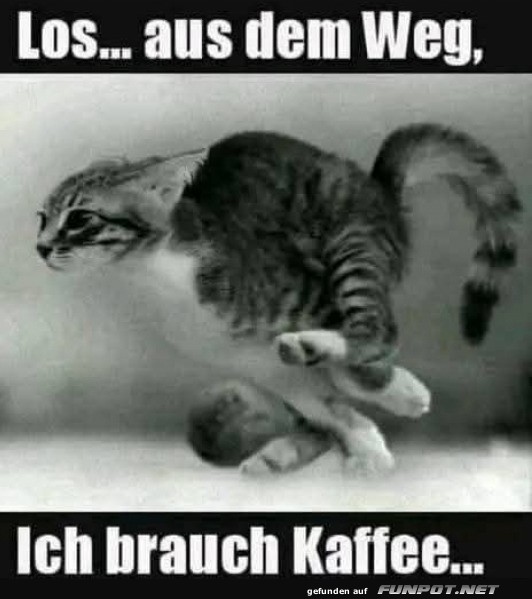 Katzen-Meme: Ich brauch Kaffee!