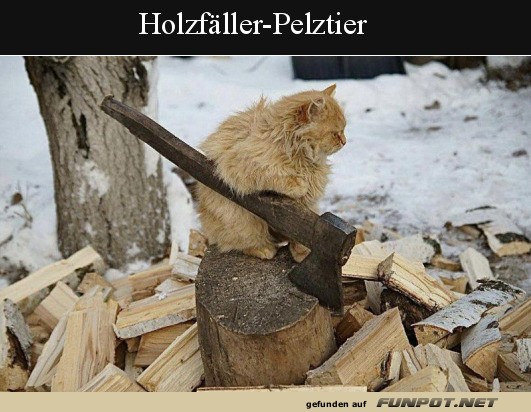 Katze posiert auf Holzstapel mit Axt