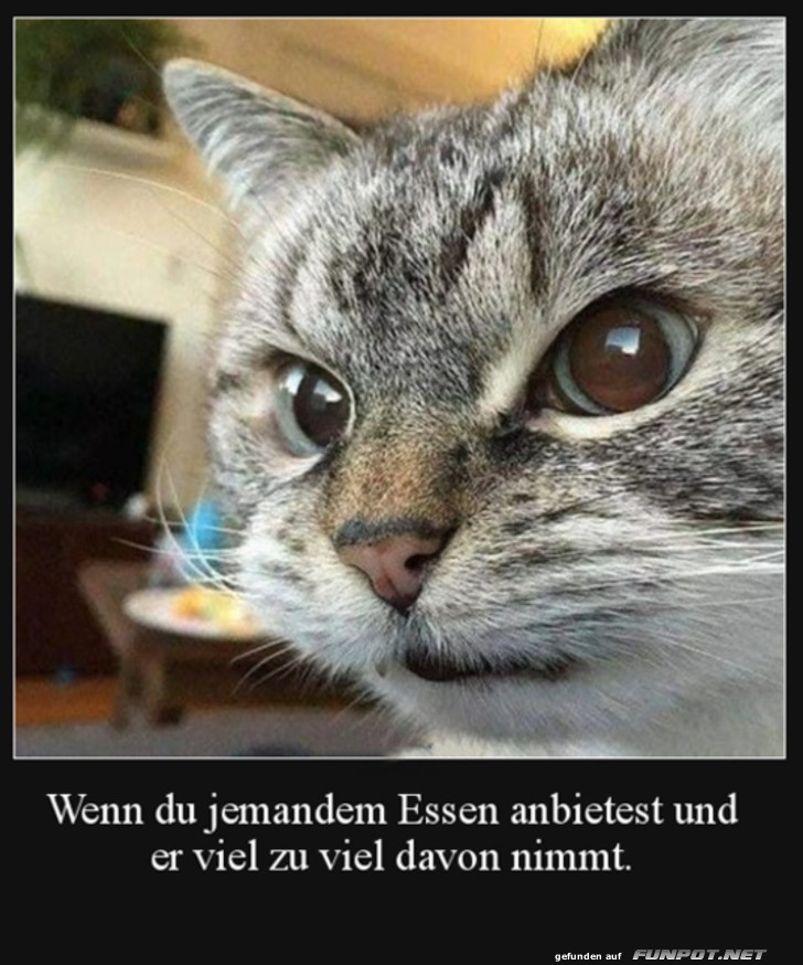 Katze mit skeptischem Blick