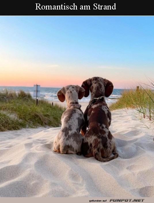 Hunde genieen den Sonnenuntergang am Strand