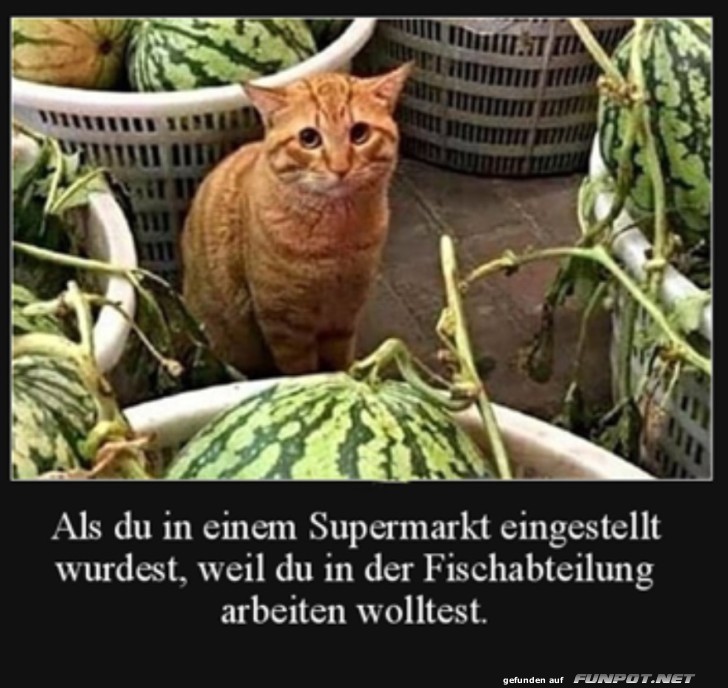 Katze zwischen Wassermelonen