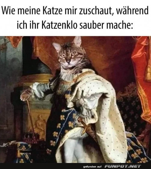 Knigliche Katze beobachtet Reinigung