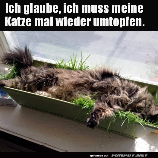 Gemtliche Katze im Blumentopf