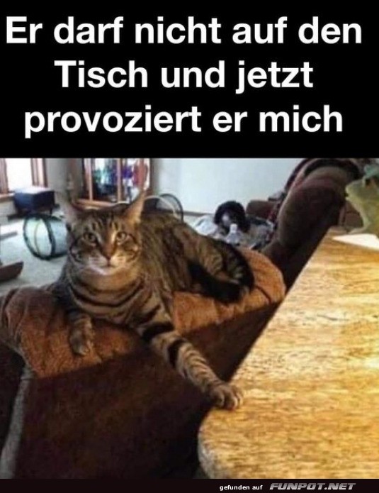 Freche Katze ignoriert Regeln