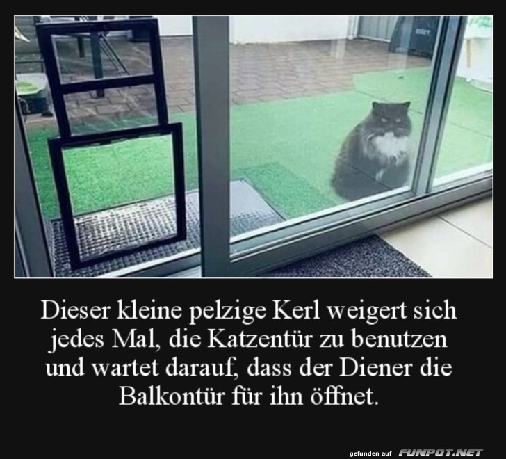 Katzen verweigert Katzentr und wartet ab