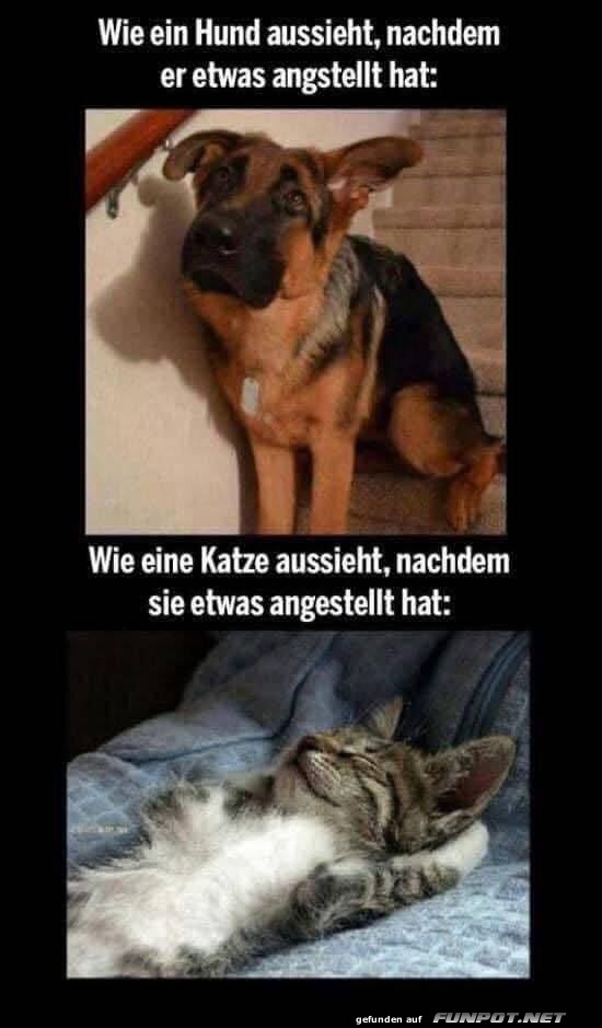 Lustiger Vergleich: Hund und Katze nach Schabernack