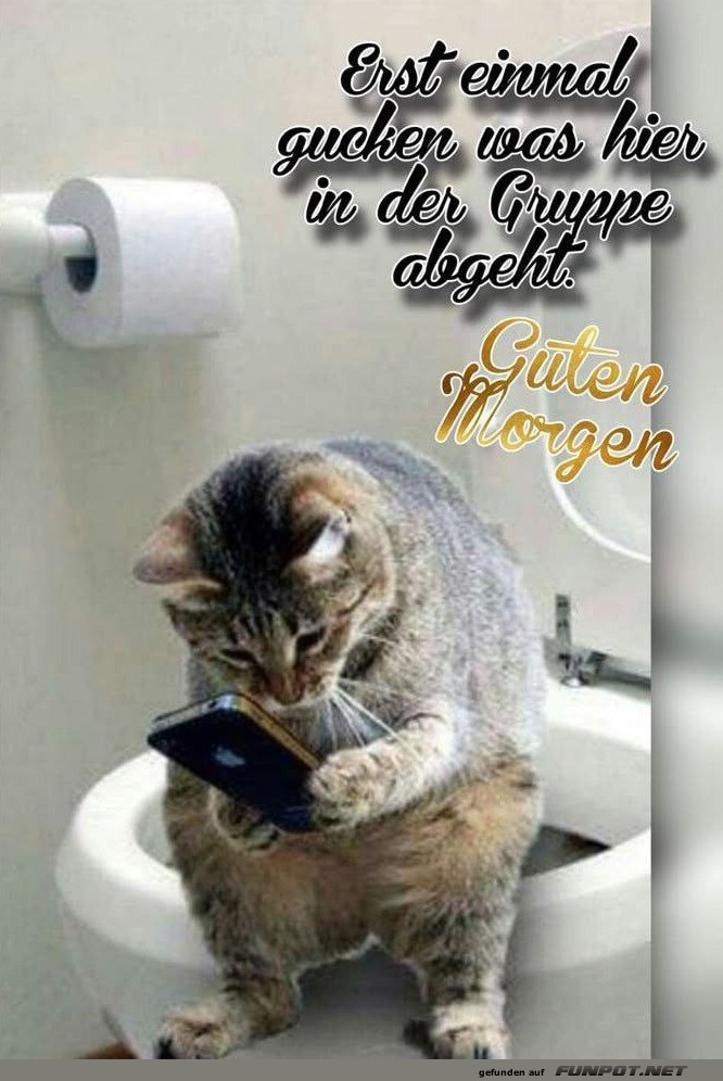 Lustige Morgenroutine einer Katze entdecken