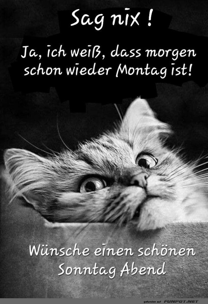 Lustige Katze zum Sonntagabend