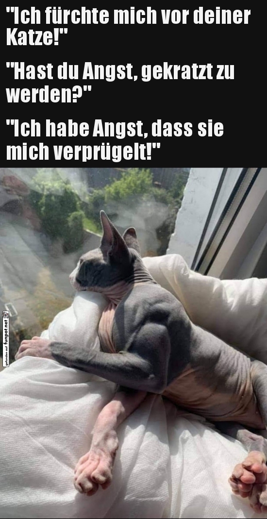 Sphinx-Katze genießt die Aussicht Sphinx-Katze genießt die Aussicht
