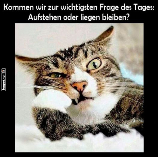 Die wichtigste Frage des Tages: Katzendilemma