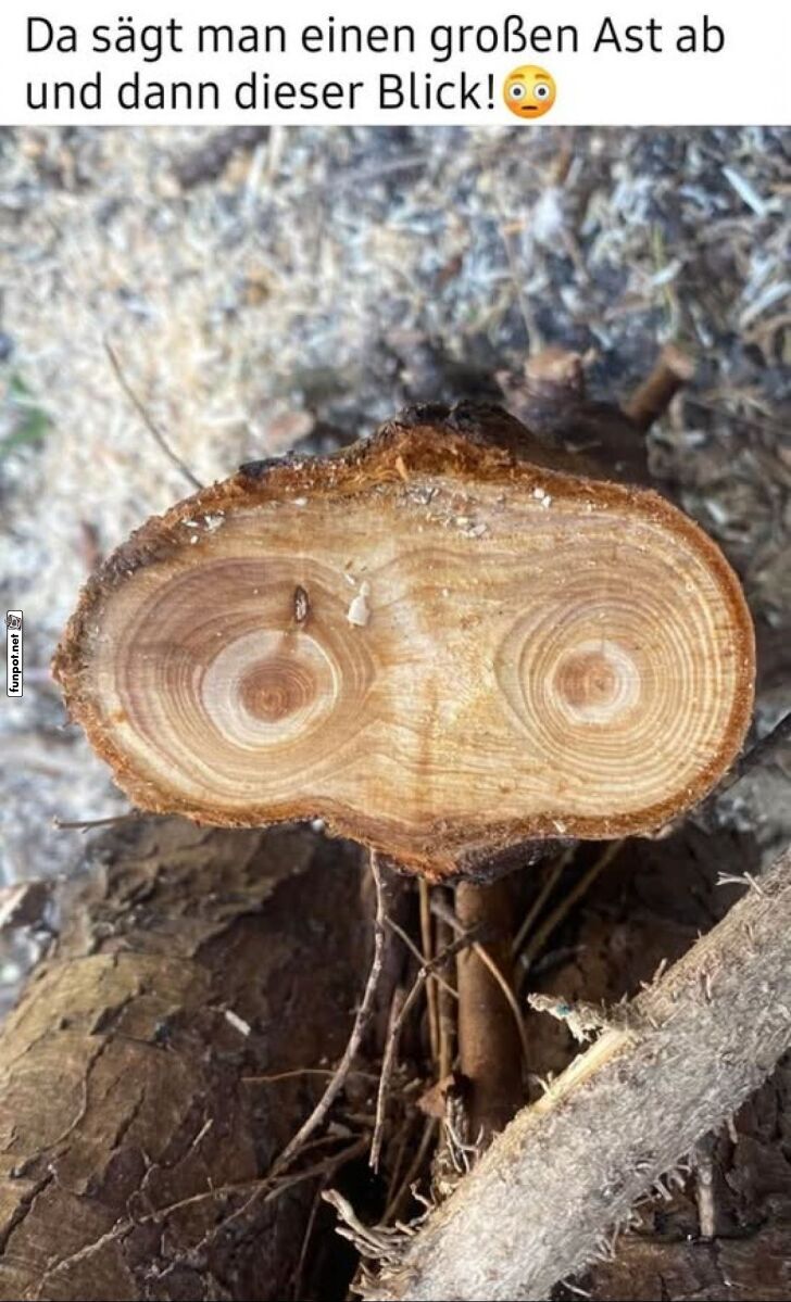 Kurioser Blick im Baumstamm Kurioser Blick im Baumstamm