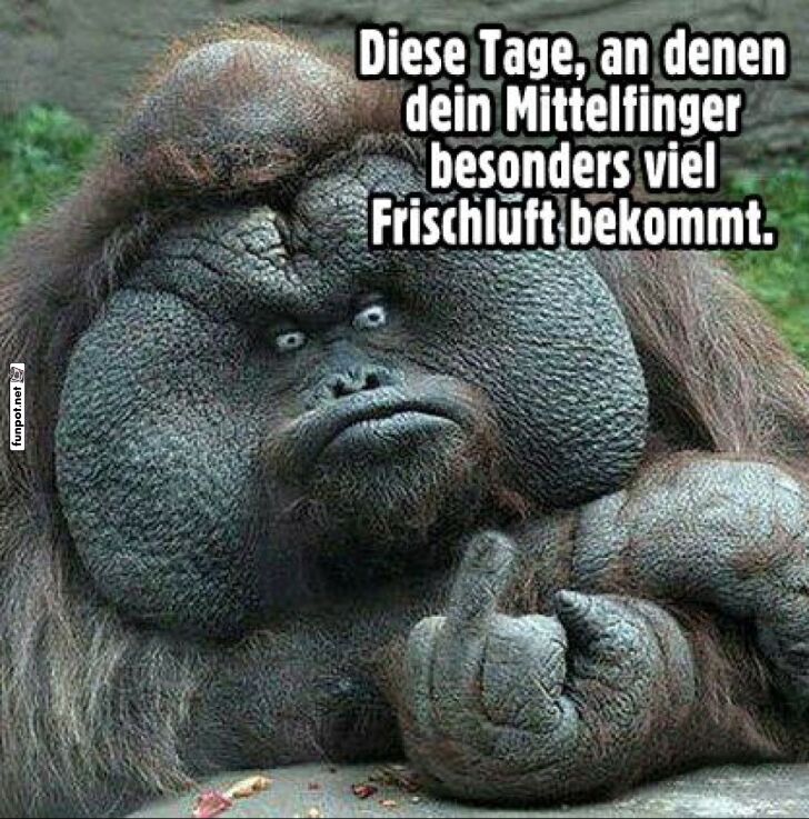 Orang-Utan zeigt Mittelfinger Orang-Utan zeigt Mittelfinger
