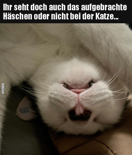 Katzen-Häschen-Illusion Katzen-Häschen-Illusion