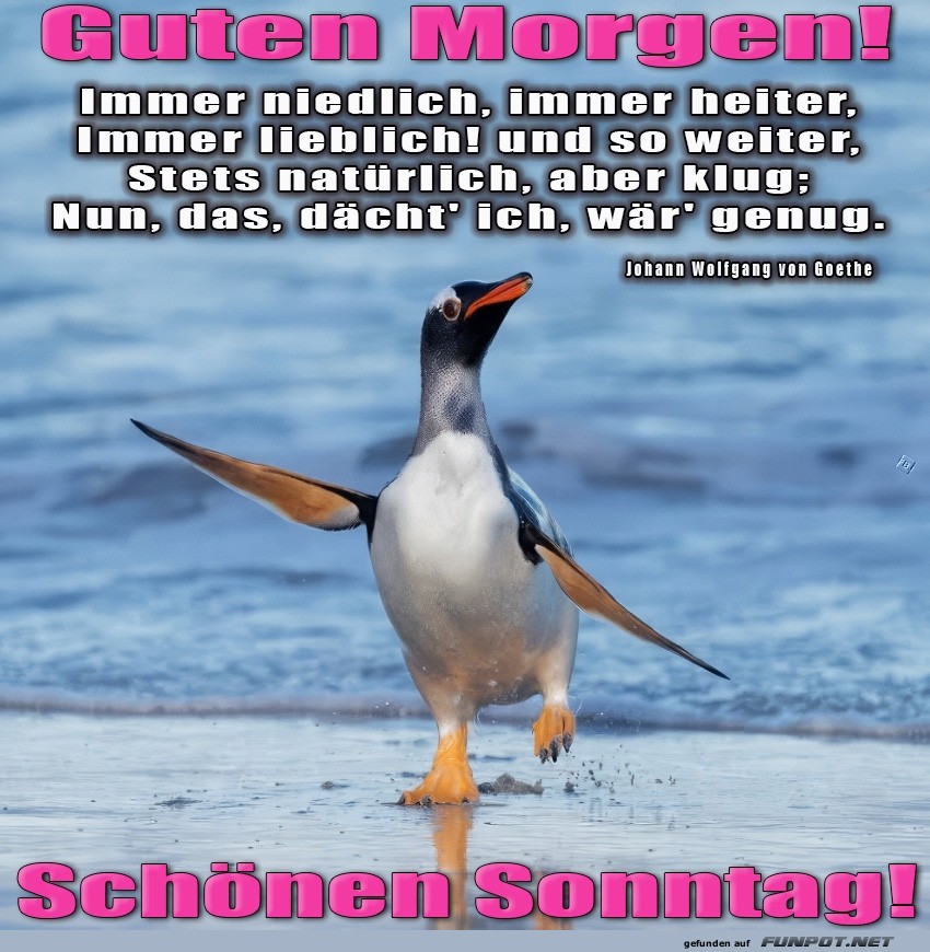 Frhlicher Pinguin am Strand zum Sonntag