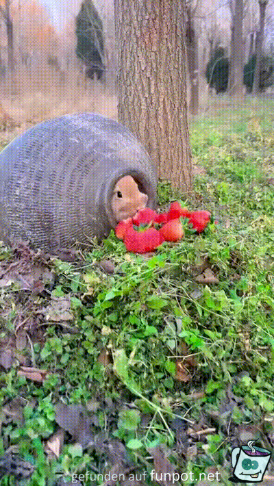 Häschen mag Erdbeeren Häschen mag Erdbeeren