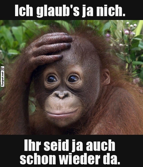 Überraschtes Orang-Utan-Baby mit lustigem Spruch Überraschtes Orang-Utan-Baby mit lustigem Spruch