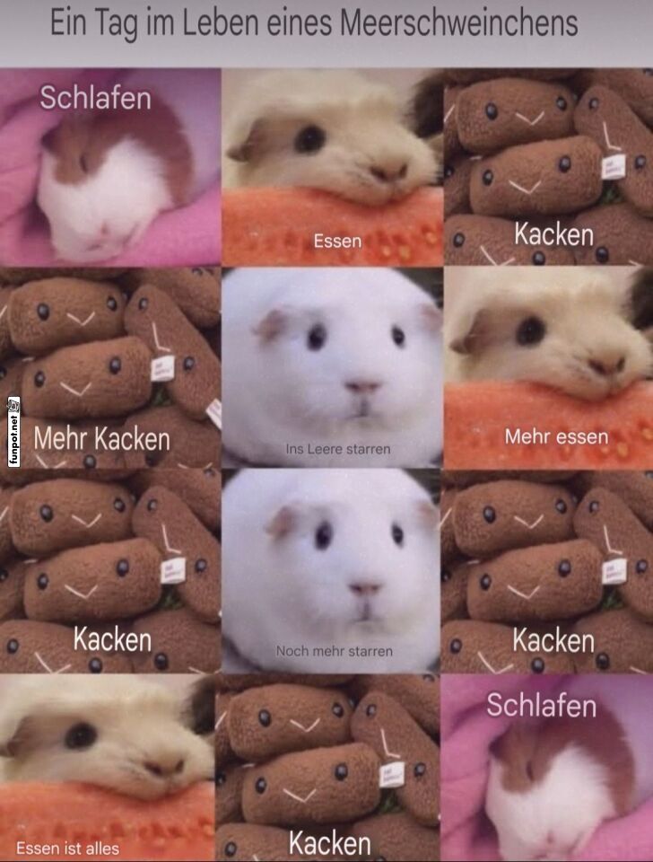 Ein Tag im Leben eines Meerschweinchens