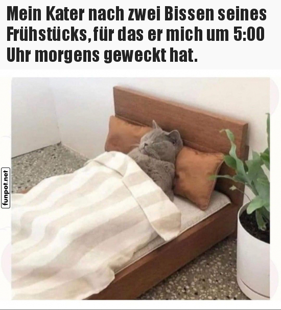 Kater schläft nach frühem Frühstück Kater schläft nach frühem Frühstück