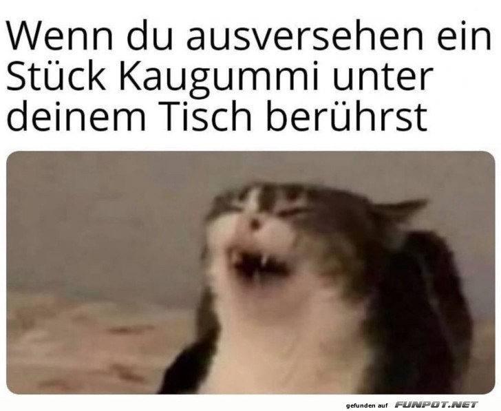 Katze reagiert erschrocken auf Tisch-Gummi Katze reagiert erschrocken auf Tisch-Gummi