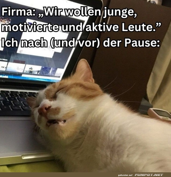 Mde Katze im Broalltag