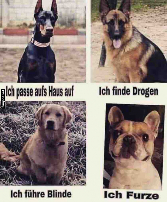 Verschiedene Hunde mit besonderen Fähigkeiten Verschiedene Hunde mit besonderen Fähigkeiten
