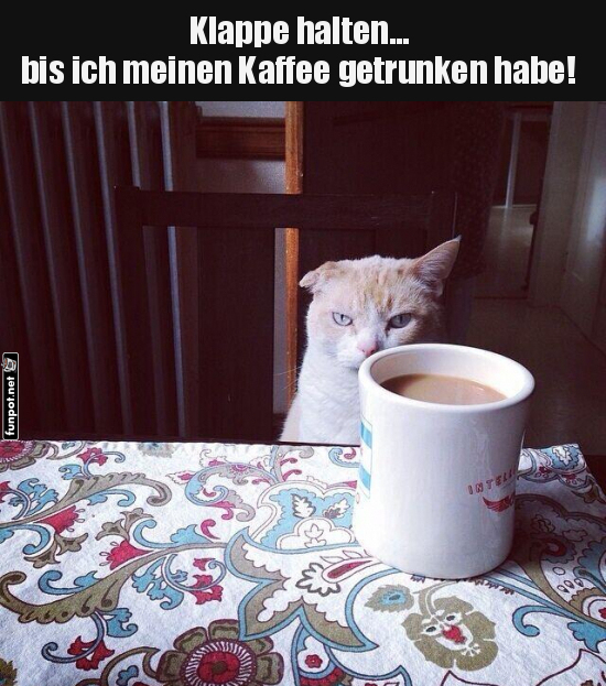 Kaffeetrinkende Katze mit coolem Spruch Kaffeetrinkende Katze mit coolem Spruch