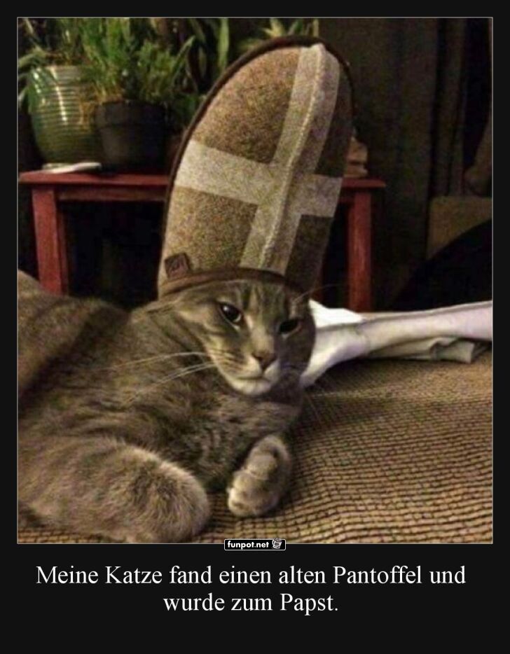 Katze mit Pantoffel als Hut Katze mit Pantoffel als Hut